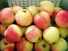 Omenapuu Jttimelba 150-200 - Omenapuut - 3940534066172