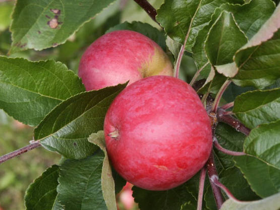 Omenapuu Suislepp 150-200 - Omenapuut - AB10010011092 - 1