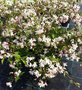 Nietospensas Cherry Blossom - Astiataimet - AB00000000033