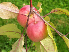 Satoikinen omenapuu Punakaneli - Satoikiset - AB10010010934 - 1