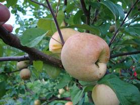 Omenapuu Borgovskoje 150-200 - Omenapuut - 3940534060194