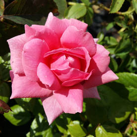 Kanadalainen  ruusu  Lambert Closse - Kanadalaiset ruusut - AB10010010305