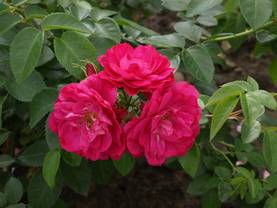 Kanadalainen ruusu John Cabot - Kanadalaiset ruusut - 3940564061055 - 1