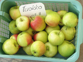 Satoikinen omenapuu Vuokko - Satoikiset - AB10010010905 - 1