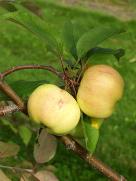 Satoikinen omenapuu Keltakaneli - Satoikiset - AB10010010925 - 1