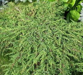 Kpikataja Green Carpet  30-40 cm - Katajat - AB00000000026