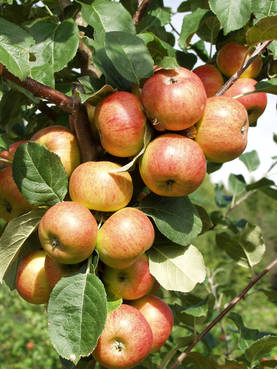 Omenapuu Grenman 150-200 - Omenapuut - 3940843858116 - 1