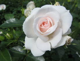 Aspirin Rose maanpeiteruusu - Ryhmruusut oma tuotanto - 3954604892219