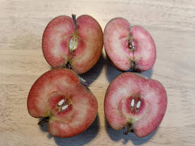 Omenapuu Scarlet Surprise 150-200 - Omenapuut - AB10010011231 - 1