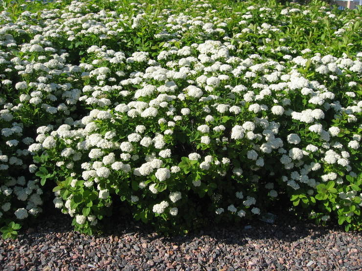 Спирея березолистная. Спирея березолистная Spiraea betulifolia. Спирея березолистная Исланд.