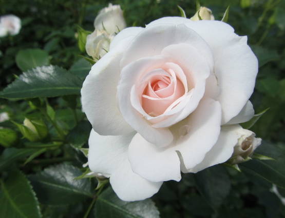 Aspirin Rose Tantop Royal Rosa 'Aspirin Rose' - Pinsiön taimiston  tuoteluettelo