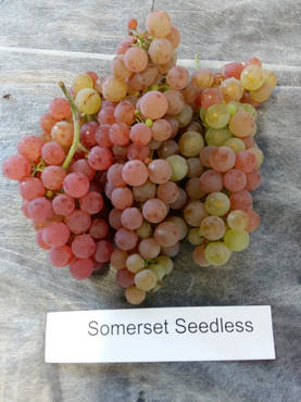 Viinikynns Somerset Seedless - Muut marjakasvit - AB10010010256 - 1