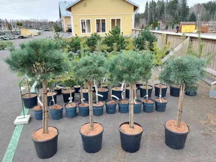 Kääpiömänty Nana runko 70cm - Männyt - AB10010012370 - 1