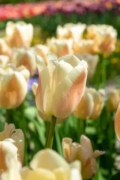 Tulppaani `Apricot Pride` - Tulppaanit - AB10010012360 - 1