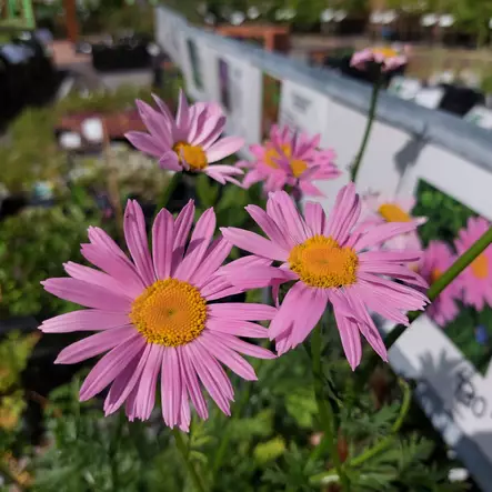 Punapietaryrtti Robinson's Pink - Perennat - AB10010012472 - 1