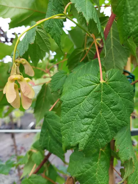 Tähkävaahtera - Pikkupuut / rungolliset pensaat - AB10010012284 - 1