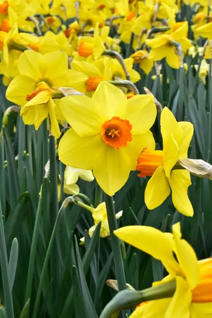 Narsissi `Red Devon` - Narsissit - AB10010012355 - 1