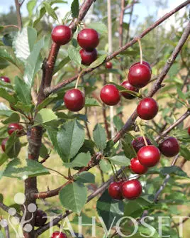 Kirsikka Fanal 10-12 - Satoikäiset - 6417189558187 - 1