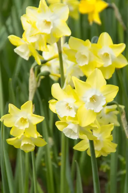 Narsissi `Pipit` - Narsissit - AB10010012358 - 1