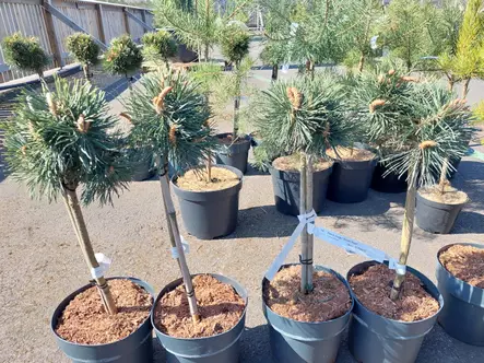 Kääpiövuorimänty Green Pearl runko 40 - Männyt - AB10010012369 - 1